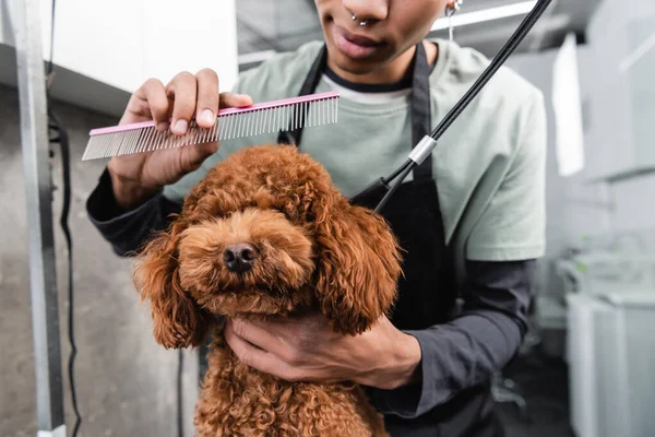 Vue partielle de l'homme afro-américain tenant peigne tout en toilettant caniche brun — Photo de stock