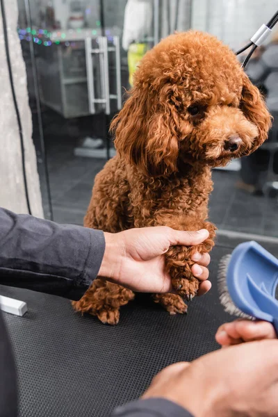 Vista parcial del peluquero afroamericano con cepillo slicker que sostiene la pata de caniche marrón - foto de stock