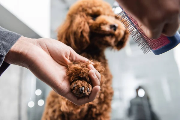 Vue recadrée du toiletteur afro-américain tenant une brosse à licker près de la patte du caniche — Photo de stock