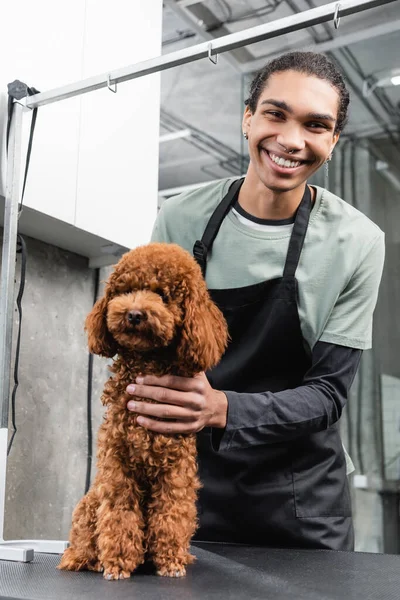 Fröhliche afrikanisch-amerikanische Pflegerin in Schürze lächelt in die Kamera neben braunem Pudel — Stockfoto