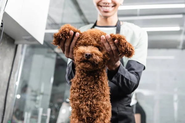 Cropped view of smiling african american groomer holding ears of brown poodle — Stock Photo