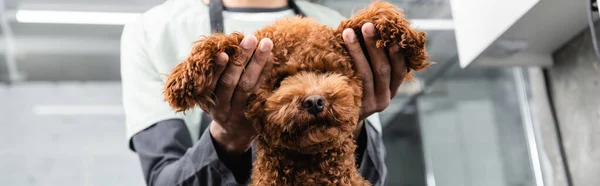 Cropped view of african american groomer touching ears of brown poodle, banner — Stock Photo