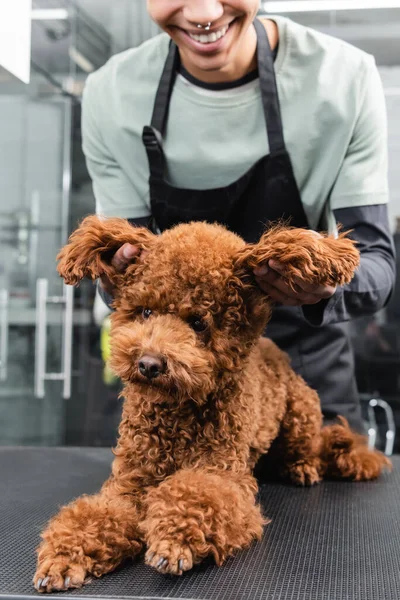 Vue recadrée du toiletteur afro-américain souriant tenant des oreilles de caniche dans un salon pour animaux de compagnie — Photo de stock