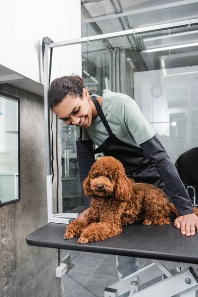 Jovem Africano americano pet cabeleireiro em avental sorrindo perto de poodle marrom na mesa de aliciamento — Fotografia de Stock