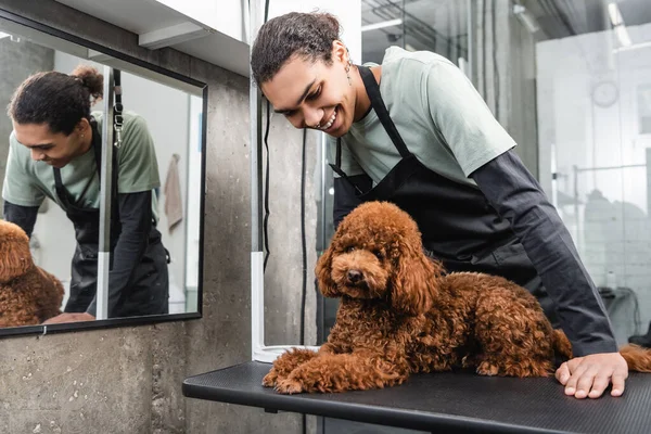 Young african american man in apron smiling near poodle lying on grooming table — Stock Photo
