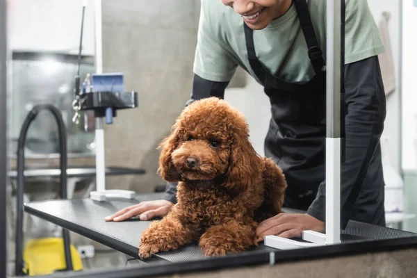 Vista cortada de Africano americano pet barbeiro sorrindo perto de poodle marrom na mesa de preparação — Fotografia de Stock