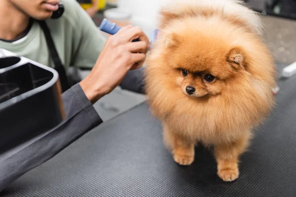 Cropped view of blurred african american hairdresser grooming pomeranian spitz — Stock Photo