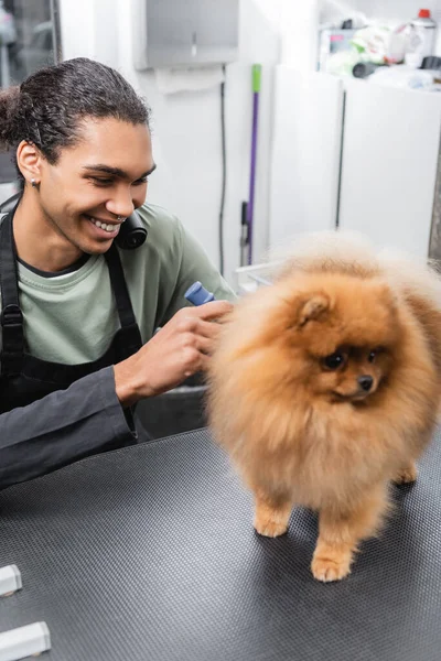 Complacido africano americano mascota peluquero aseo pomeranian spitz en mesa - foto de stock