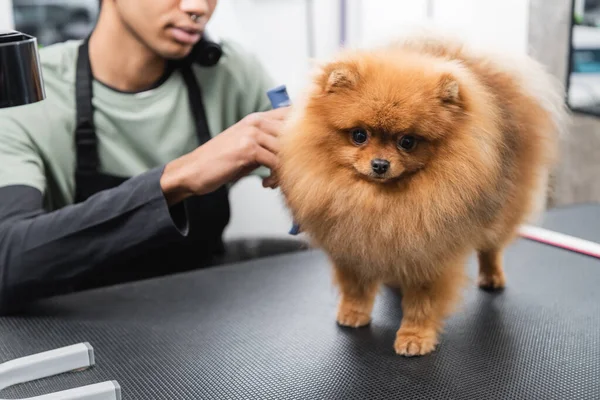 Recortado vista de borrosa afroamericano hombre aseo spitz en salón de mascotas - foto de stock