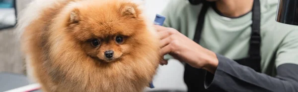 Spitz poméranien moelleux près de toiletteur afro-américain cultivé dans le salon de l'animal, bannière — Photo de stock