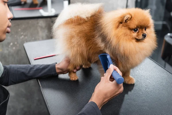 Partial view of young african american groomer brushing spitz with slicker brush — Stock Photo