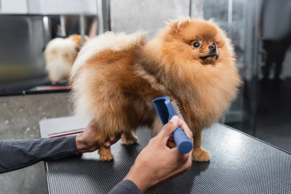 Spitz poméranien moelleux sur la table de toilettage près de l'homme afro-américain cultivé avec une brosse à lisser — Photo de stock