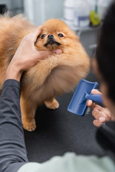 Recortado vista de borrosa africano americano hombre aseo pomeranian spitz - foto de stock