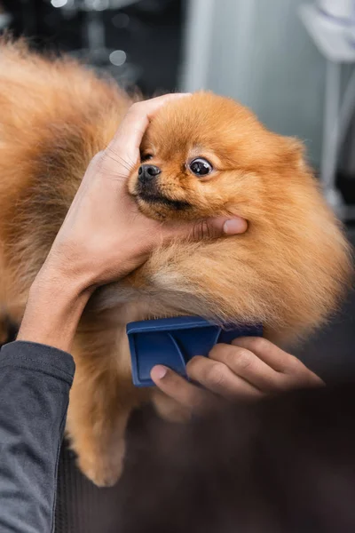 Borrosa afroamericana groomer cepillado pomeranian spitz con cepillo slicker - foto de stock