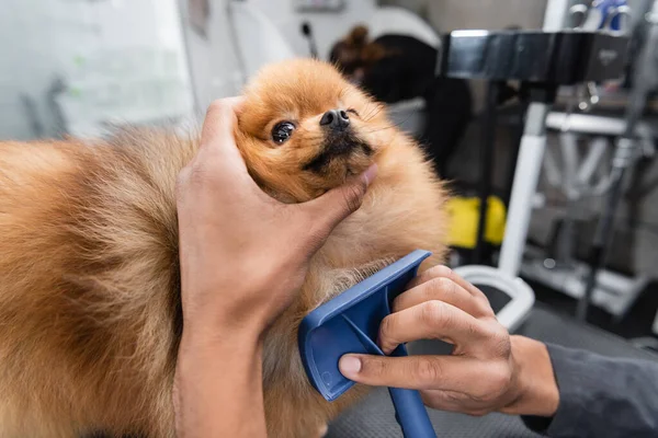 Teilansicht des afrikanisch-amerikanischen Tierfriseurs, der Spitz mit Slicker-Bürste pflegt — Stockfoto