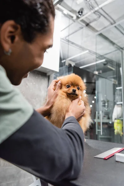 Blurred african american groomer cuddling furry spitz in pet salon — Stock Photo