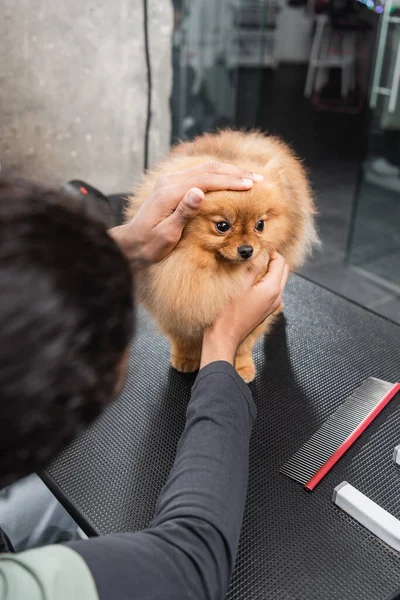 Vue recadrée du toiletteur afro-américain câlin spitz dans le salon d'animaux de compagnie — Photo de stock