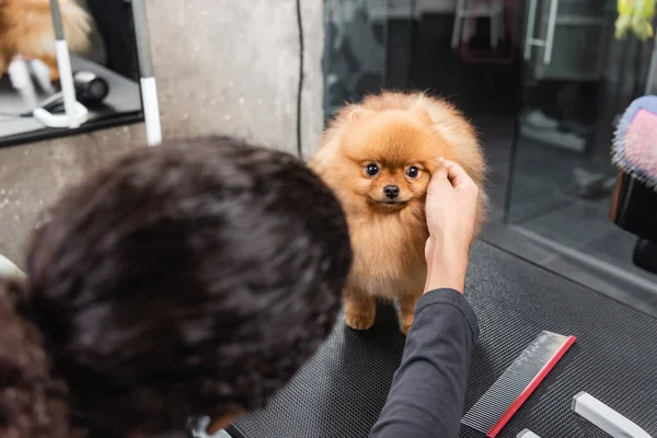 Blurred african american man stroking pomeranian spitz on grooming table — Stock Photo