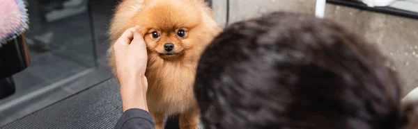 Vista parcial de borrosa afroamericano hombre acariciando spitz en salón de mascotas, bandera - foto de stock