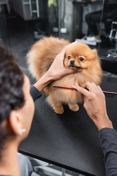 Borrosa afroamericana groomer cepillado spitz con peine en la mesa de aseo - foto de stock