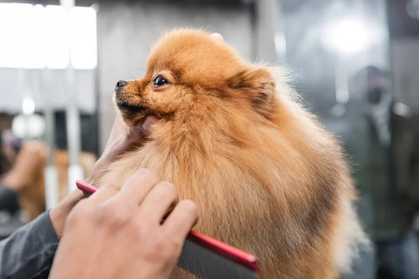 Partial view of african american groomer brushing furry pomeranian spitz — Stock Photo