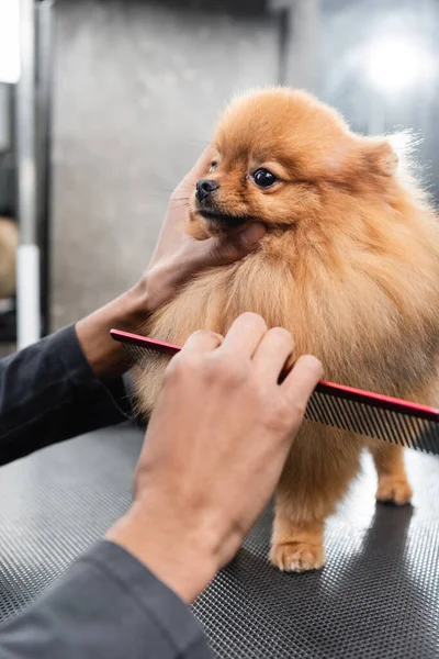 Visão parcial de Africano americano pet cabeleireiro escovação spitz no salão de aliciamento — Fotografia de Stock