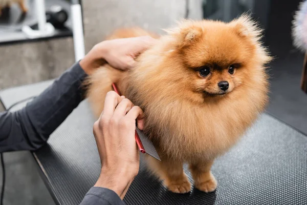 Ausgeschnittene Ansicht eines afrikanisch-amerikanischen Pflegers, der flauschigen Hund auf Pflegetisch bürstet — Stockfoto