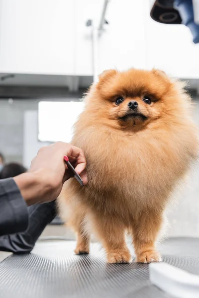 Spitz poméranien moelleux debout sur la table de toilettage près du coiffeur avec peigne — Photo de stock