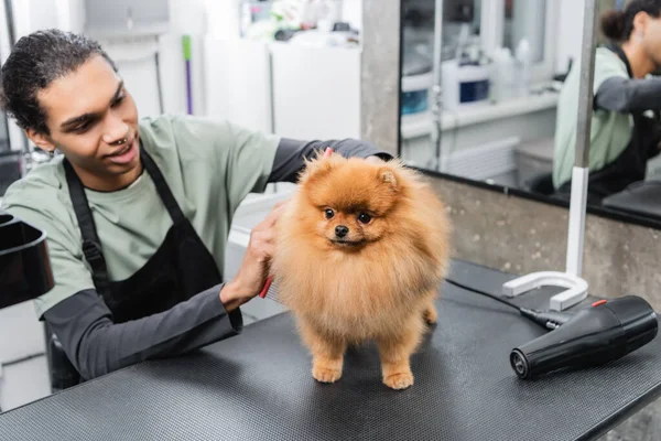 Junge afrikanisch-amerikanische Tierfriseurin arbeitet mit pelzigen Spitz in der Nähe von Haartrockner auf Pflegetisch — Stockfoto