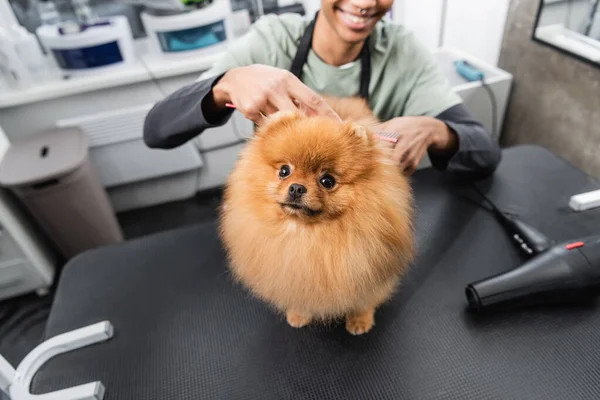 Funny spitz looking at camera near cropped african american groomer smiling on blurred background — Stock Photo