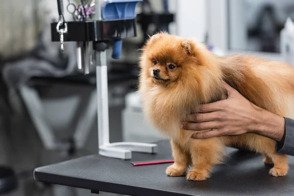 Fofo pomeranian spitz no grooming mesa perto de cropped afro-americano homem — Fotografia de Stock