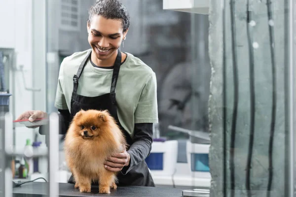 Sonriente africano americano mascota peluquero en delantal celebración peine cerca spitz en aseo mesa - foto de stock