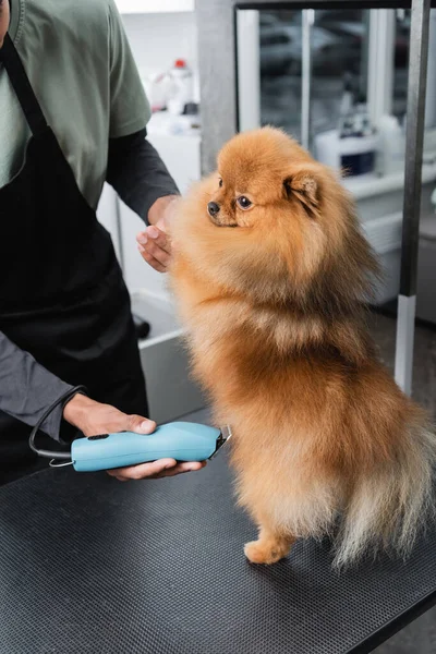 Cropped view of african american man grooming pomeranian spitz with electric trimmer — Stock Photo