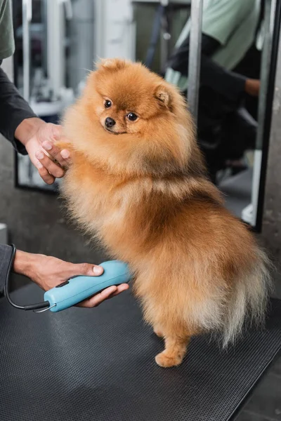 Partial view of african american pet hairdresser trimming spitz on grooming table — Stock Photo