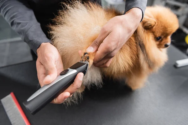 Cropped view of african american groomer trimming paw of pomeranian spitz — Stock Photo