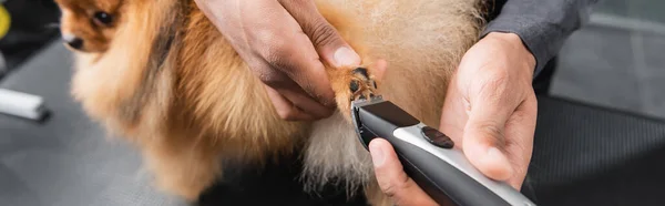 Partial view of african american pet barber trimming furry dog, banner — Stock Photo