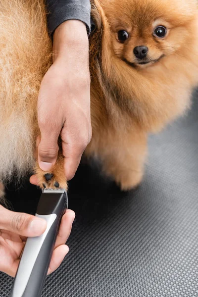 Cropped view of african american man trimming pomeranian spitz — Stock Photo