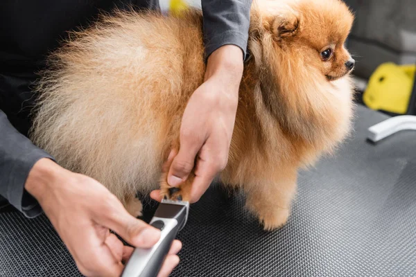 Recortado vista de africano americano mascota peluquero aseo peludo pomeranian spitz - foto de stock