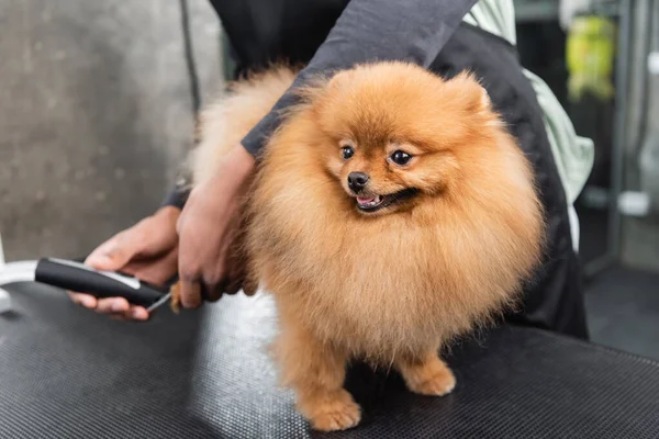 Spitz poméranien moelleux près de toiletteur afro-américain travaillant dans le salon de coiffure pour animaux — Photo de stock