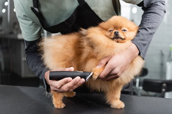 Funny pomeranian spitz winking near cropped african american groomer with electric trimmer — Stock Photo