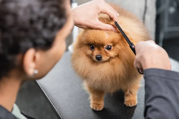 Sfocato africano americano groomer trimming soffice spitz nel salone di pet — Foto stock