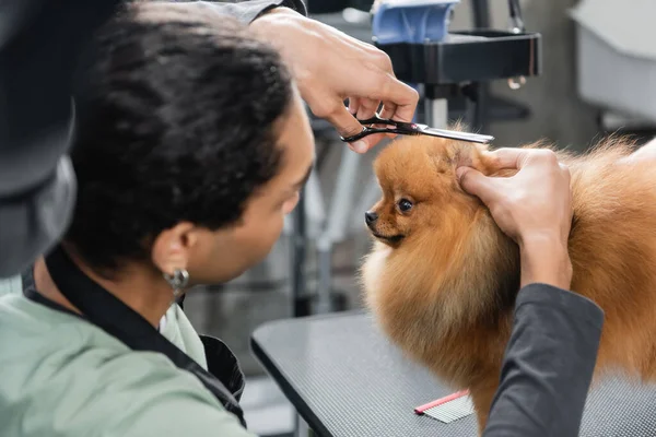 Young african american groomer trimming pomeranian spitz with scissors — Stock Photo