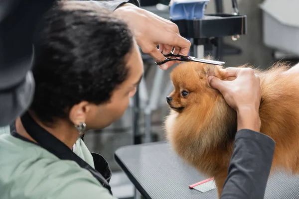 Junger afrikanisch-amerikanischer Groomer schneidet Pommernspitz mit der Schere — Stockfoto