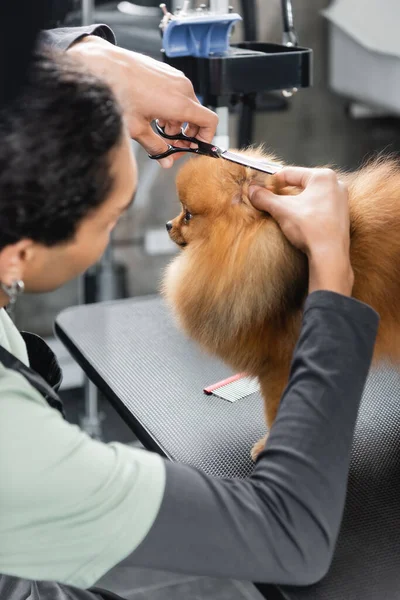 Borrosa afroamericano hombre haciendo corte de pelo a pomeranian spitz - foto de stock