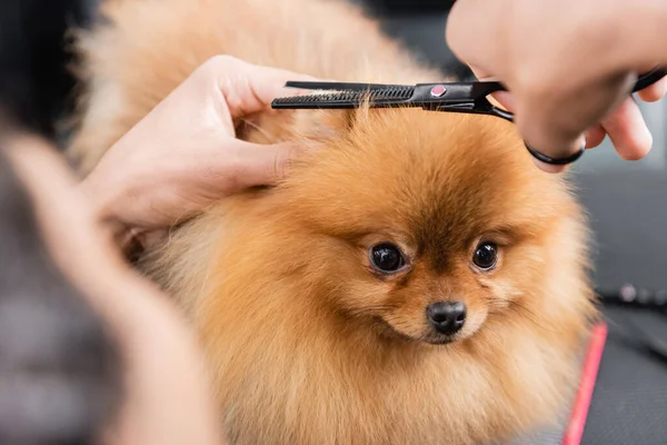 Abgeschnittene Ansicht eines afrikanisch-amerikanischen Mannes, der Spitz im Pflegesalon die Haare schneidet — Stockfoto