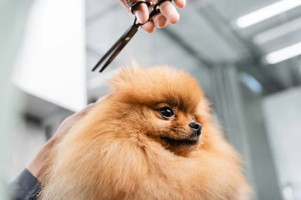 Vista ritagliata del groomer americano africano che tiene le forbici vicino al pomerania spitz — Foto stock