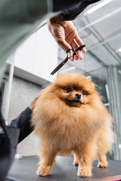 Vista parcial del peluquero afroamericano con tijeras cerca de divertido spitz pomeraniano - foto de stock