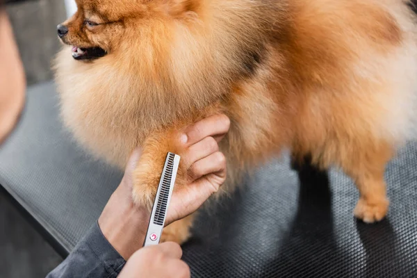 Cropped view of african american groomer trimming paw of fluffy pomeranian spitz — Stock Photo