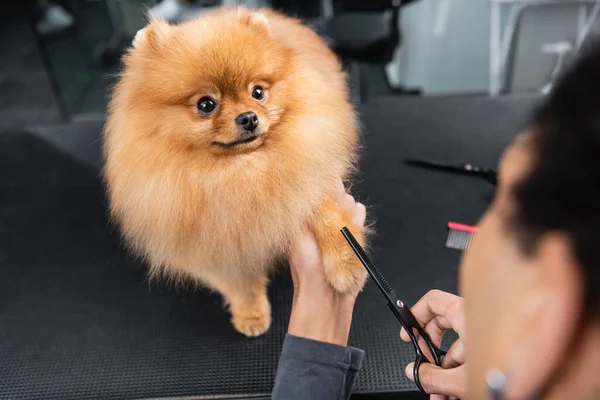 Partial view of blured african american man grooming pomeranian spitz — Stock Photo