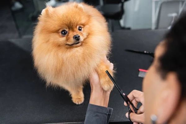 Vista parcial de borroso afroamericano hombre aseo pomeranian spitz - foto de stock